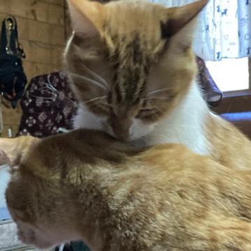 1d5b77e6357a3d82abb986bff93d8d09b84b1942f5b996fe88c3ba67cab279f5_m.jpeg?1772848391