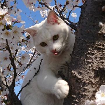 c110345aa26dd612579dc053b69a56a6da548a1bbc3d086086107fdc3b141343_m.jpeg?1772533291